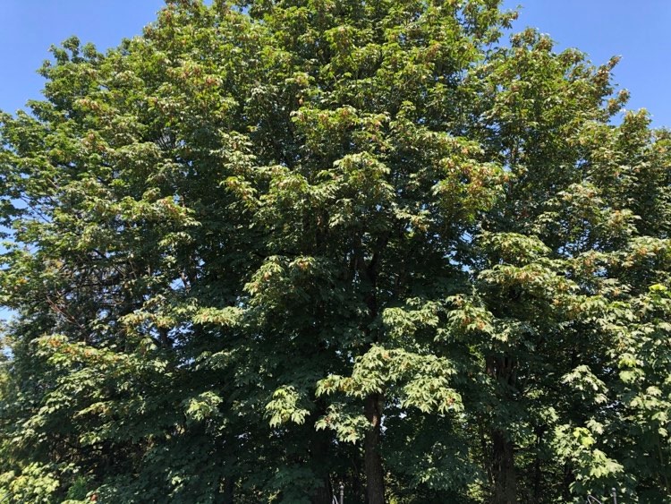 A fan of the tree. – From Famine to Feast